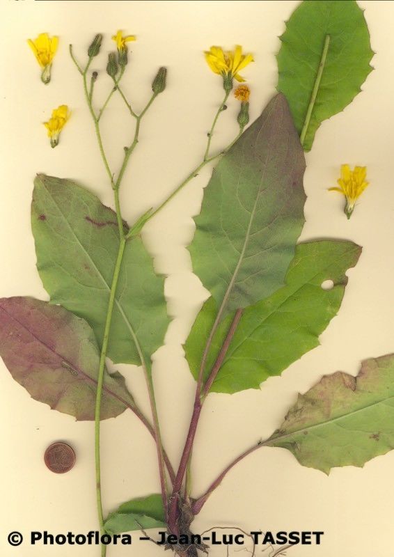 Hieracium pedatifolium habit