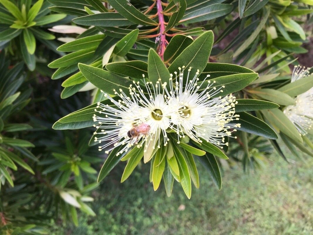 Xanthostemon verticillatus flower