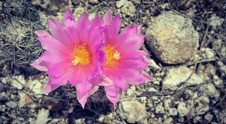 Opuntia macrorhiza flower