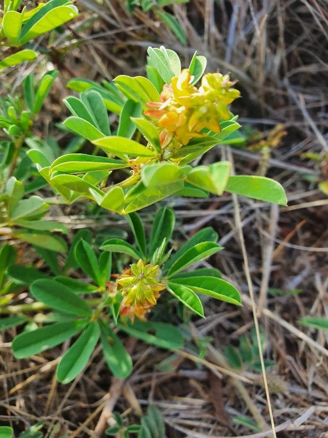 Crotalaria pycnostachya flower