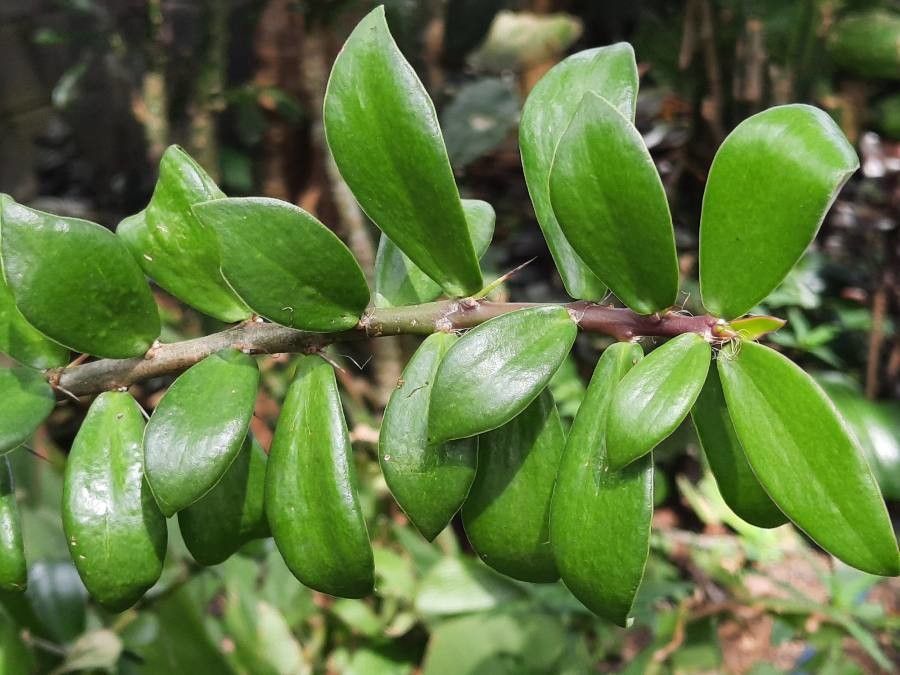 Pereskia lychnidiflora habit