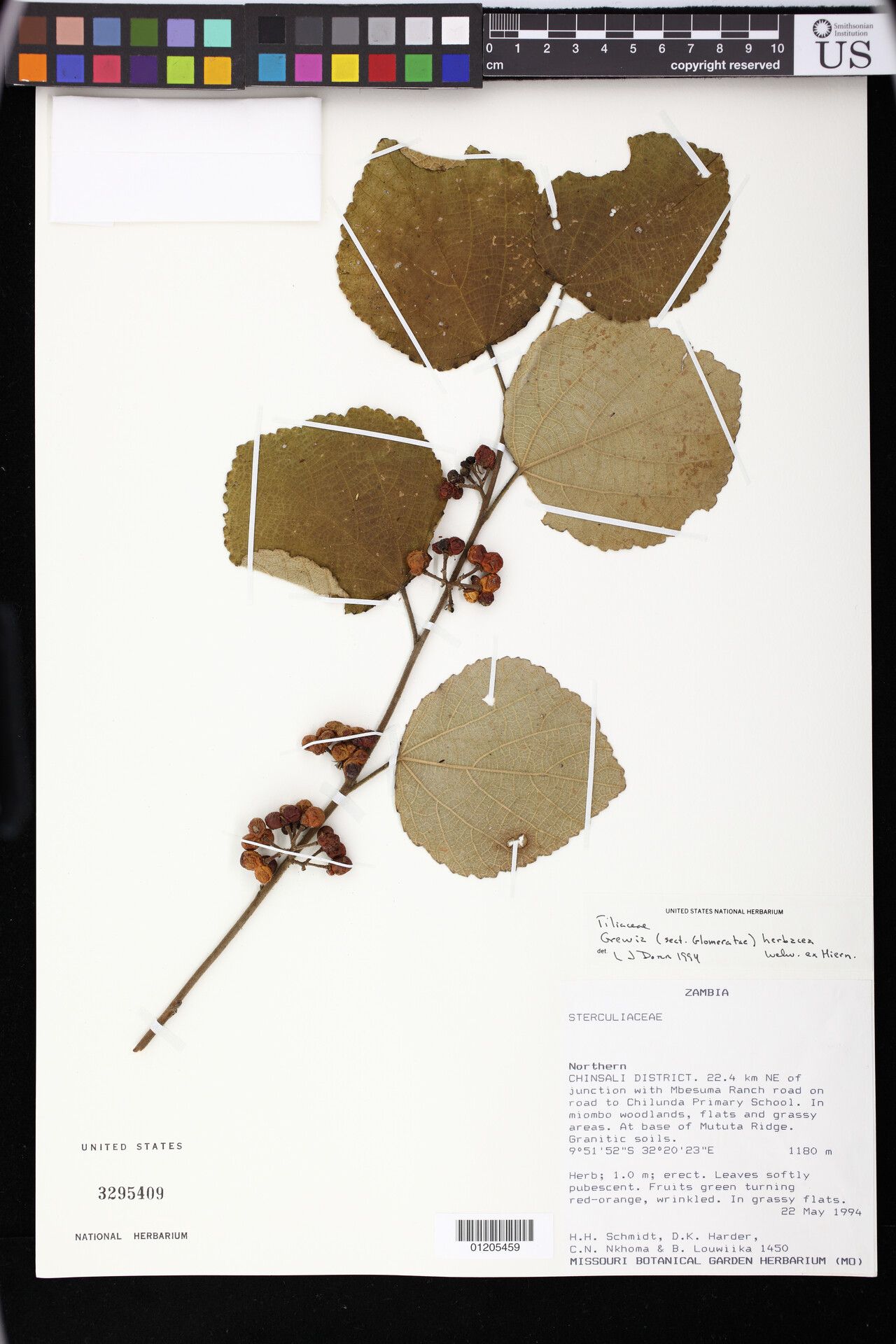 Grewia herbacea — houseplant care guide