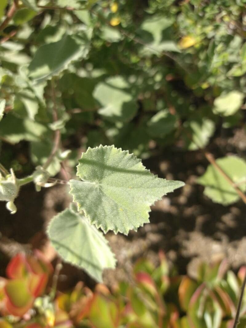 Abutilon palmeri — search result for 'Abutilon'