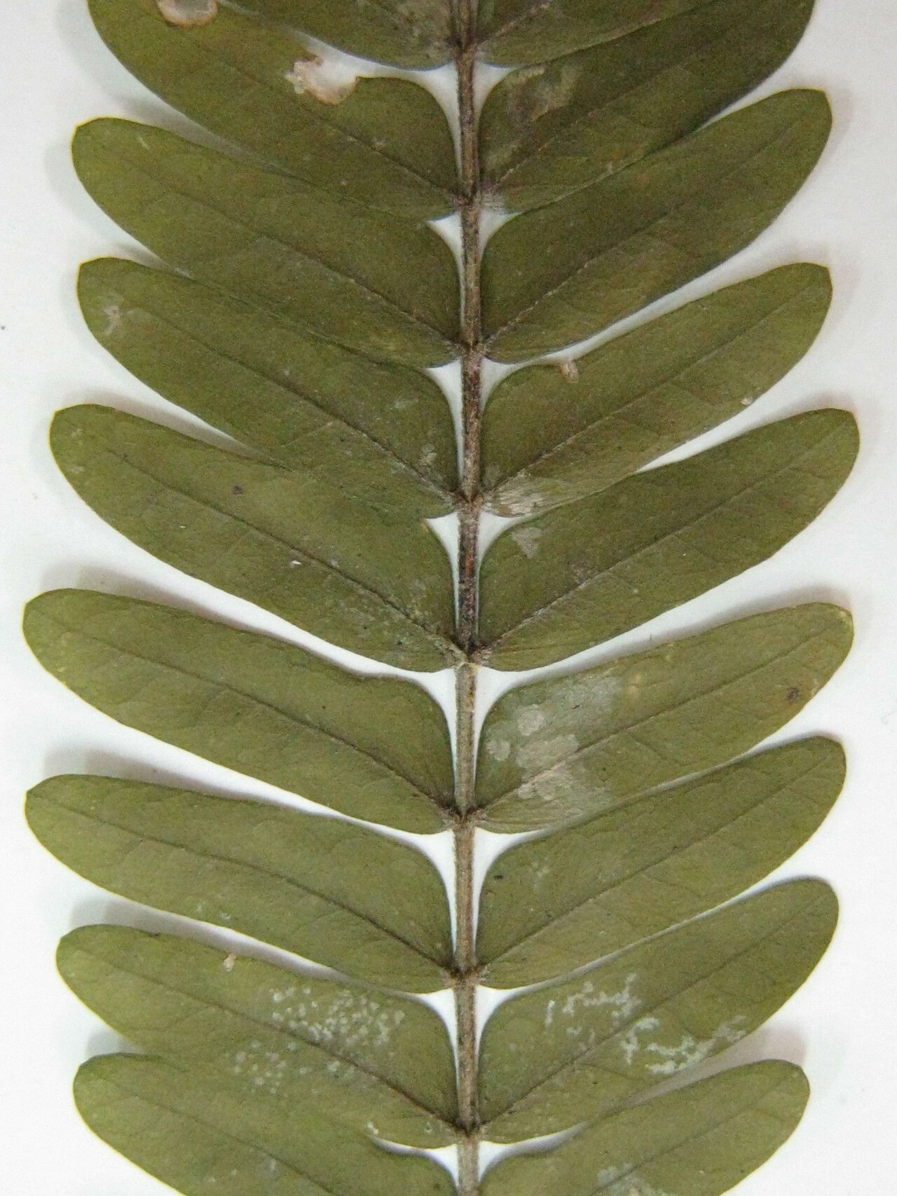 Jupunba curvicarpa other