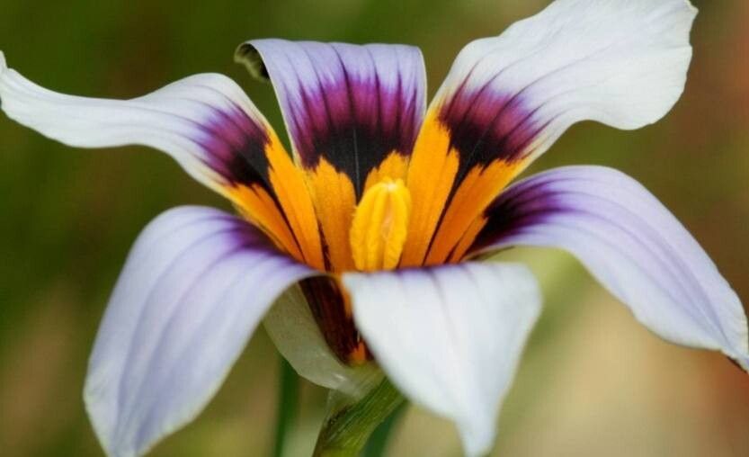 Romulea hallii — search result for 'Romulea'