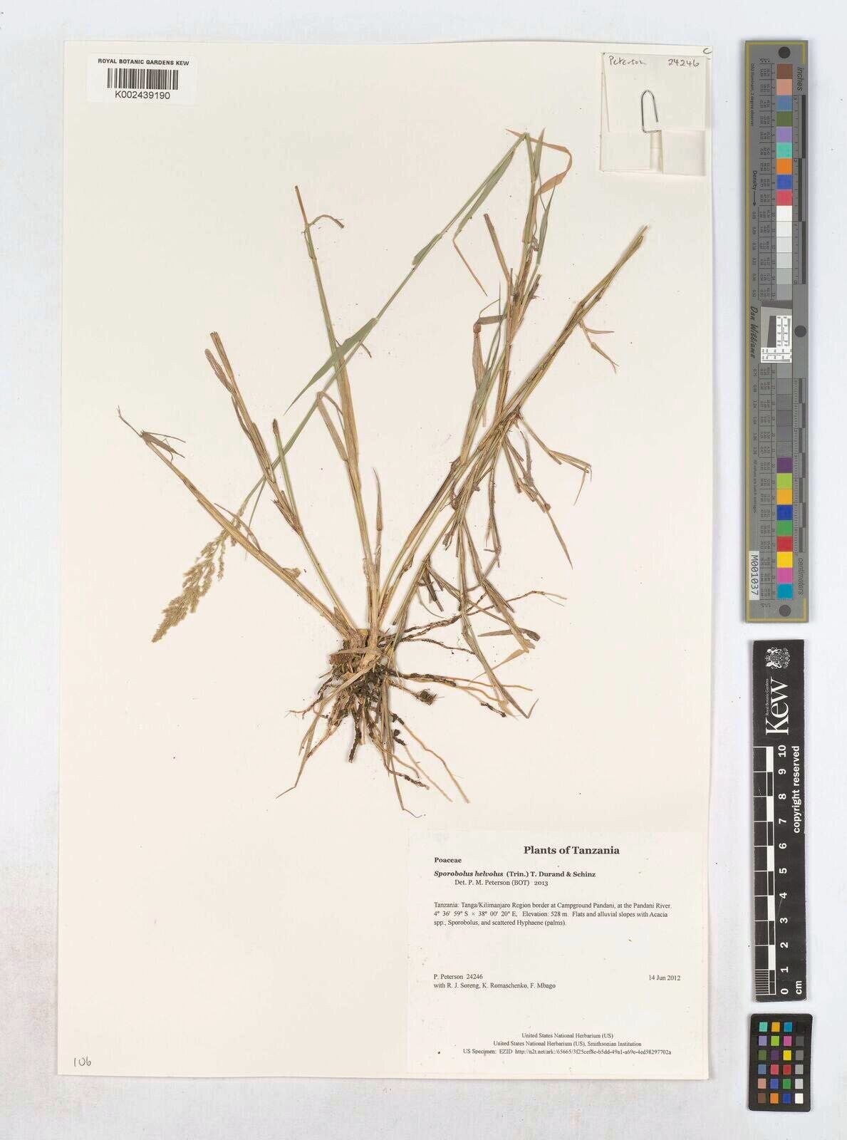 Sporobolus helvolus — houseplant care guide