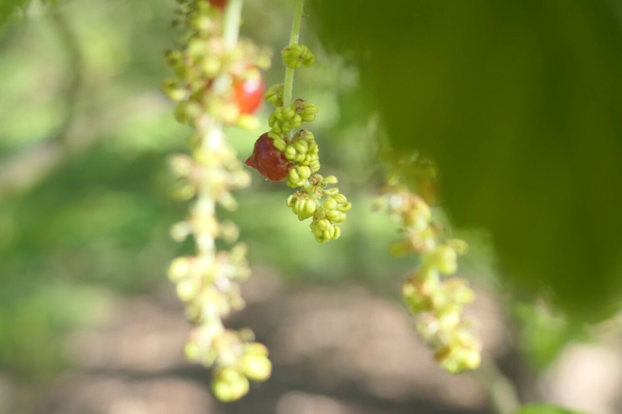 Quercus crenata flower