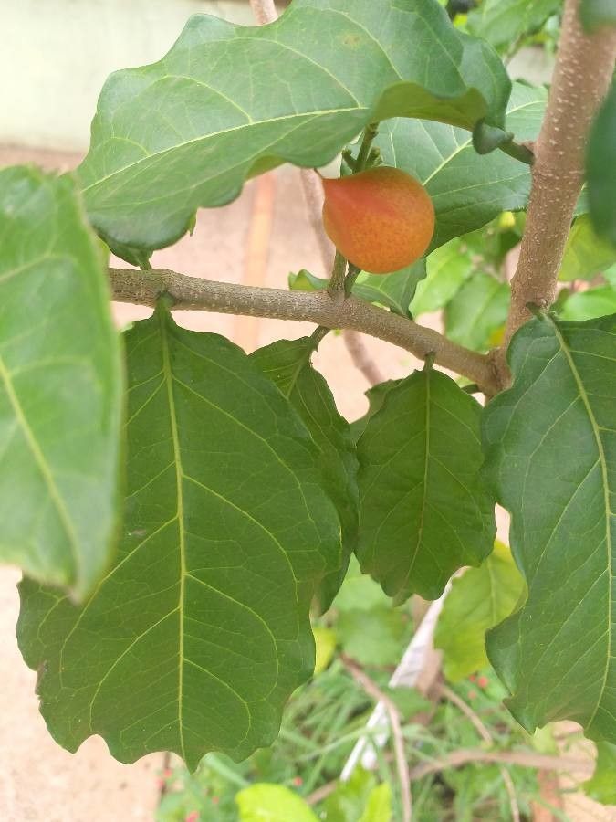 Bunchosia glandulifera fruit