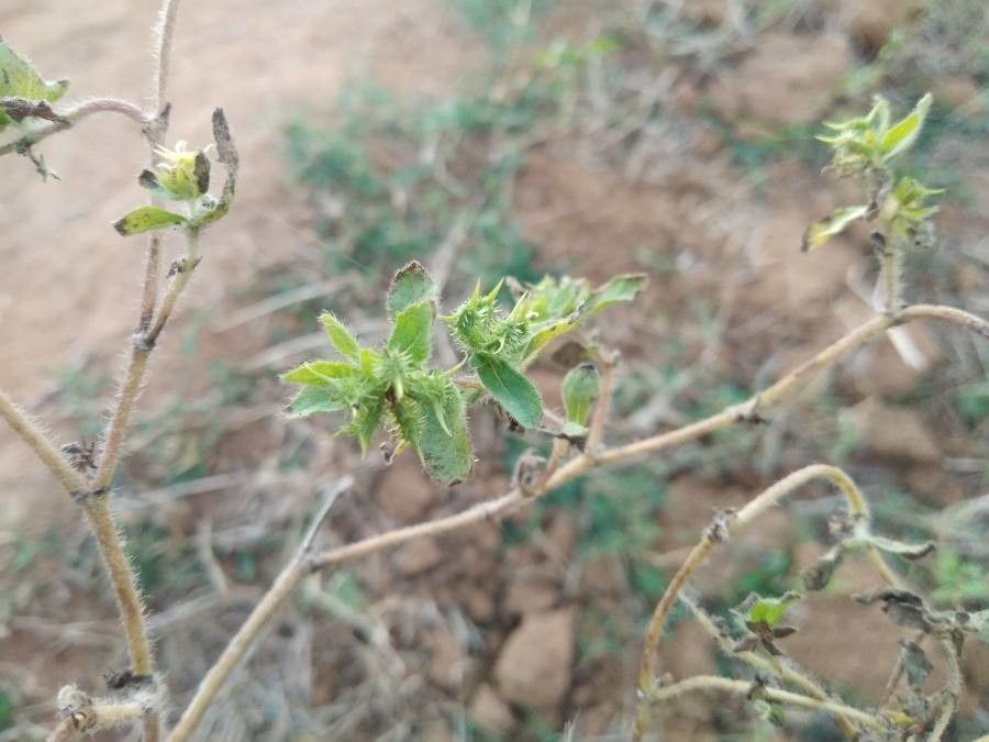 Acanthospermum hispidum fruit