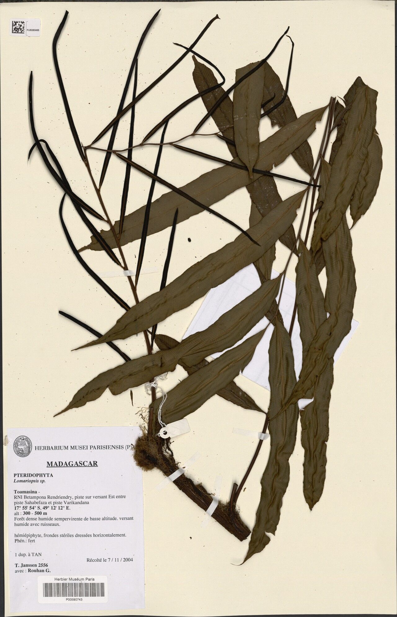 Lomariopsis christensenii — related species from the same genus