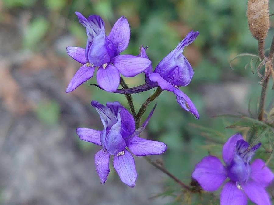 Delphinium consolida flower