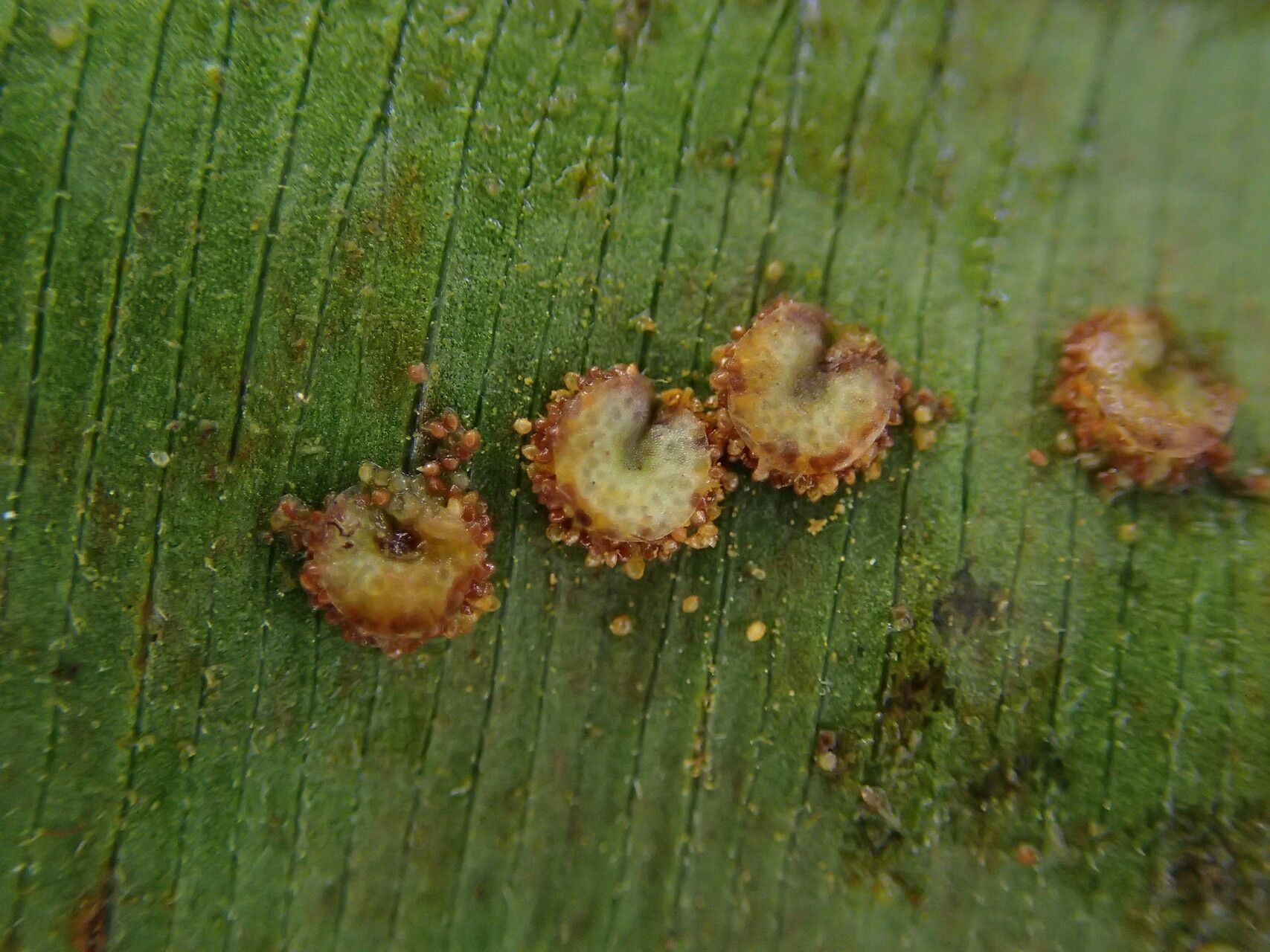 Oleandra annetii fruit