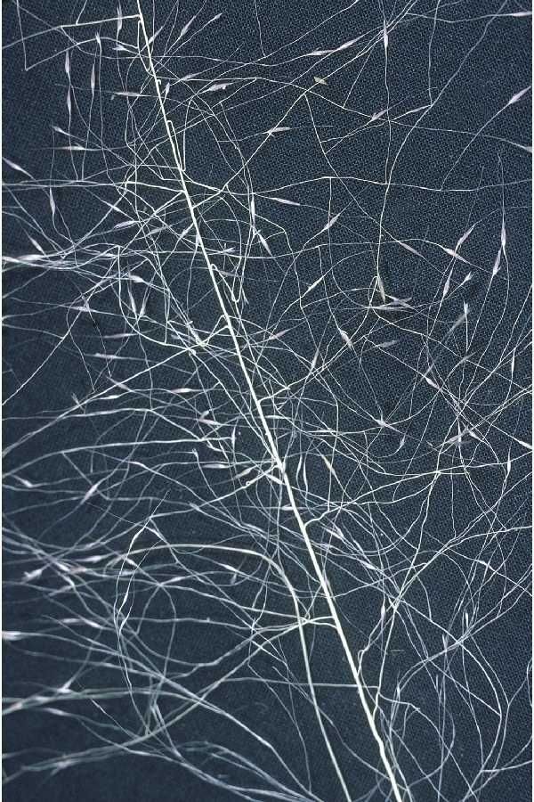 Muhlenbergia californica — related species from the same genus