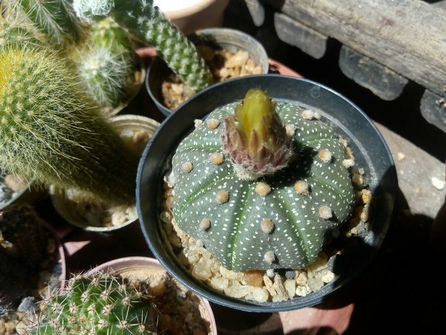 Astrophytum asterias bark