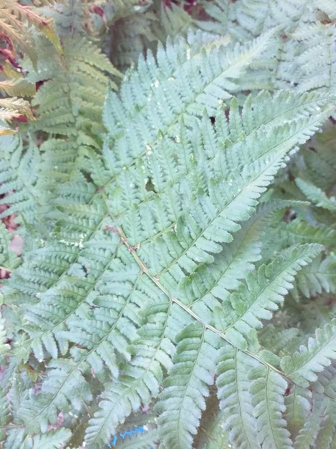 Dryopteris juxtaposita — search result for 'Dryopteris'