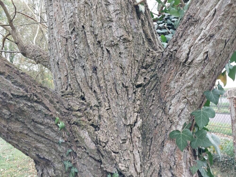 Populus laurifolia bark