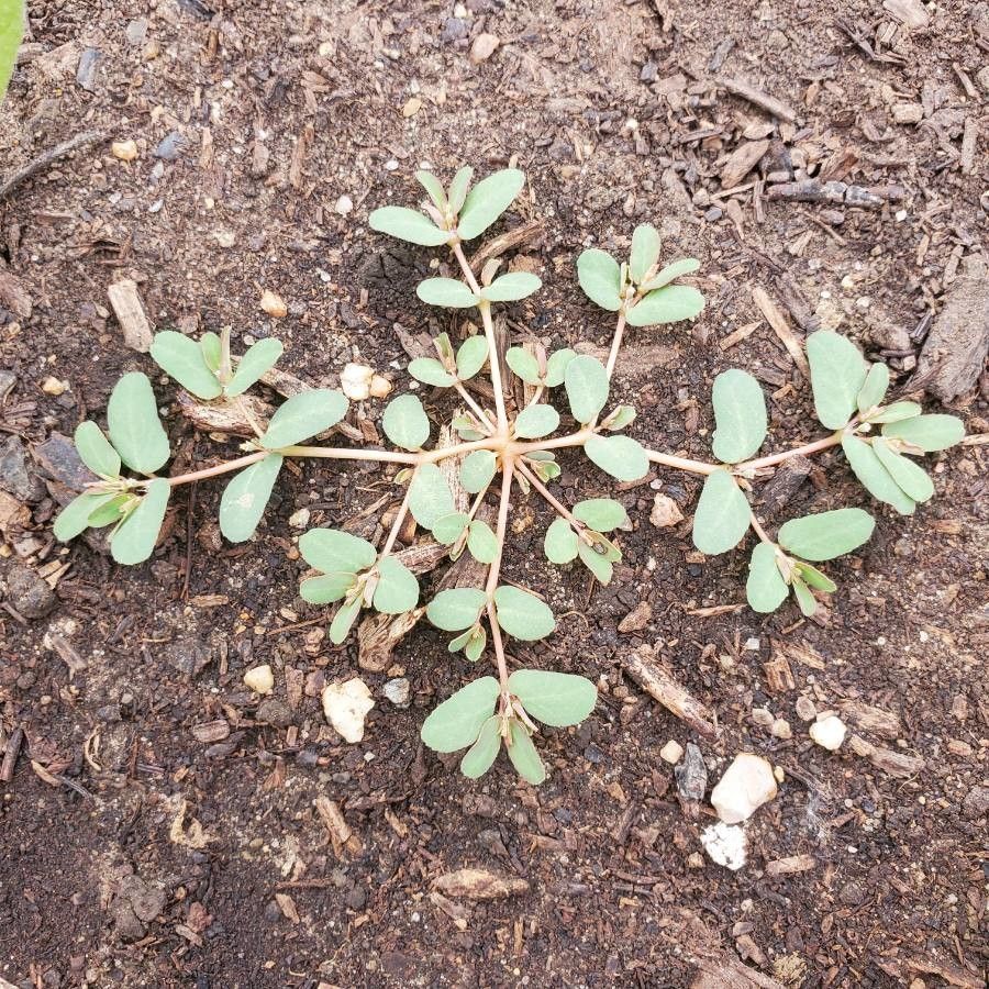 Chamaesyce serpens flower