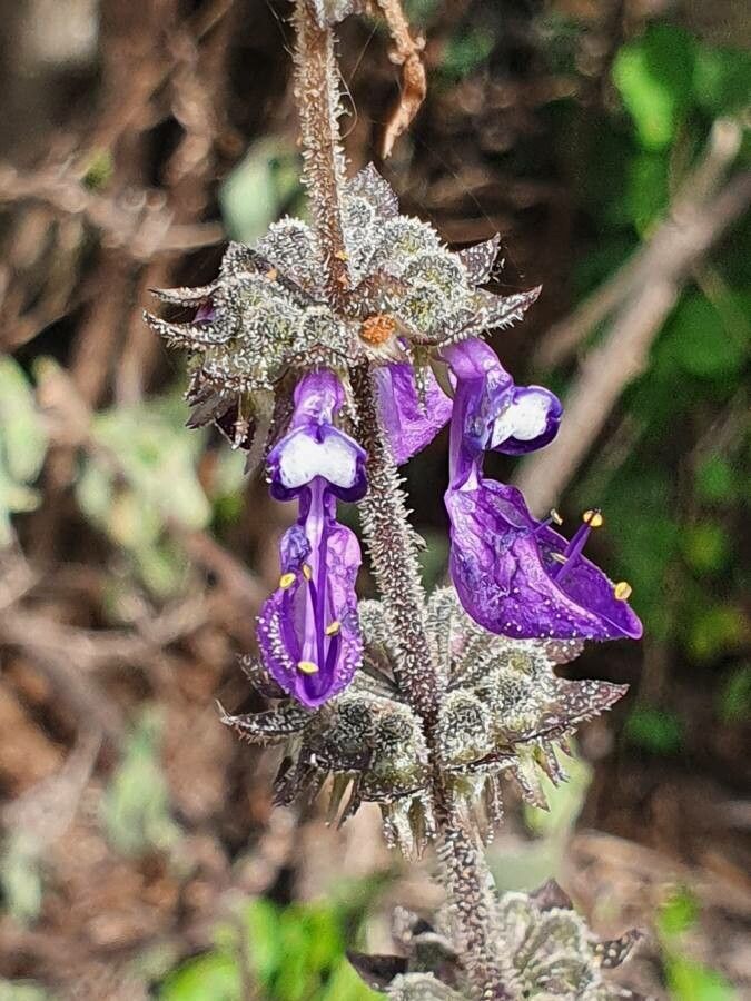 Plectranthus comosus flower