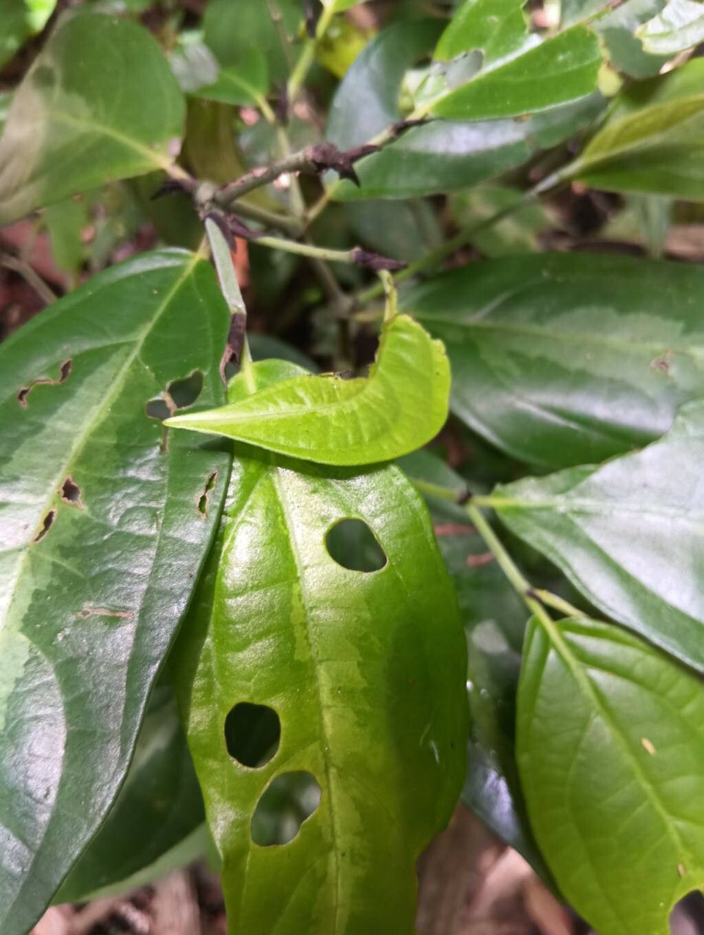 Piper hostmannianum leaf