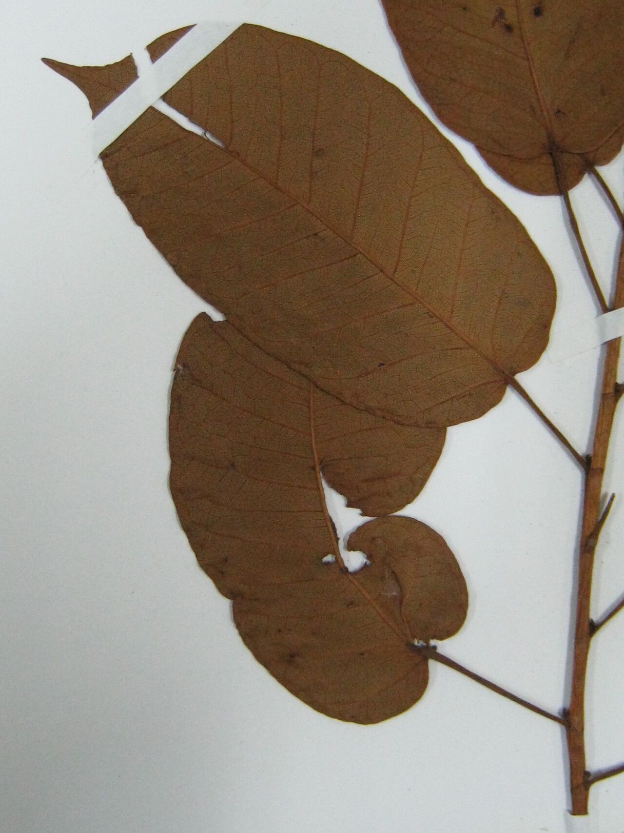 Ficus cremersii — houseplant care guide