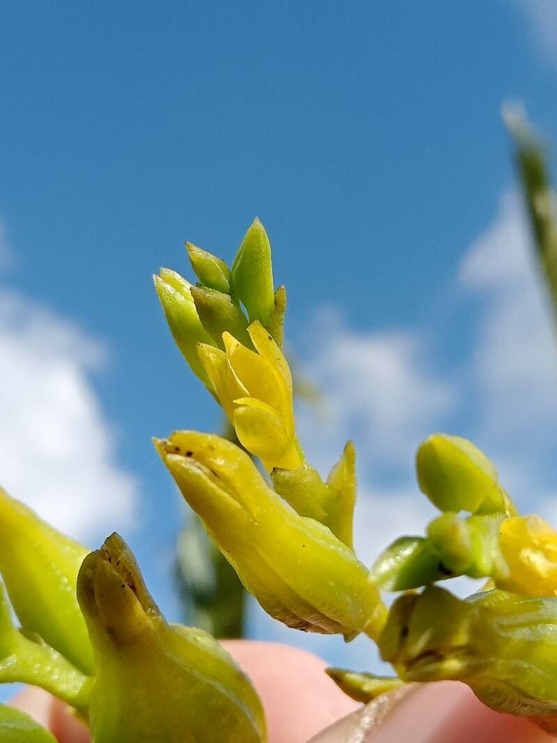Epidendrum bogotense flower