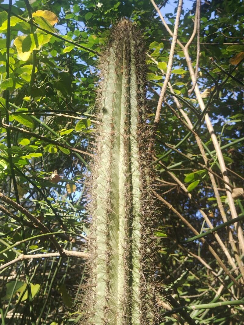 Pilosocereus chrysacanthus leaf