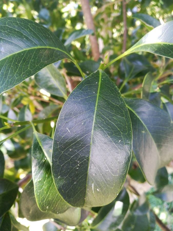 Fontainea pancheri leaf