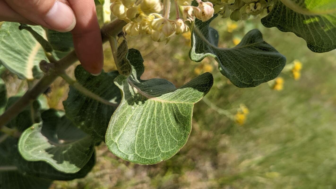 Asclepias arenaria leaf