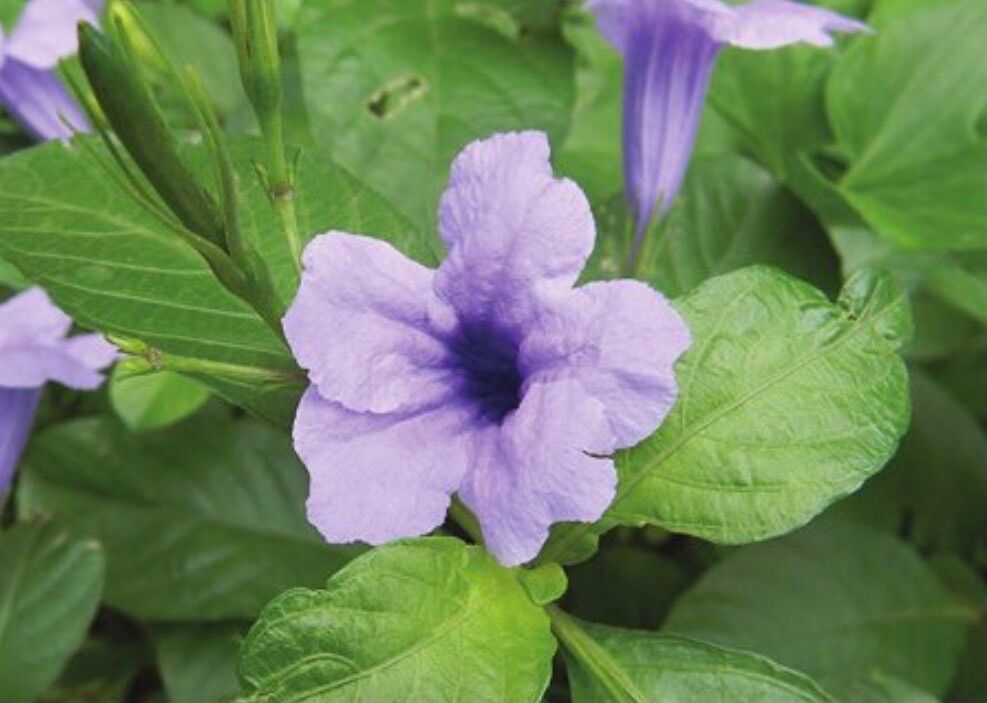 Ruellia tuberosa flower
