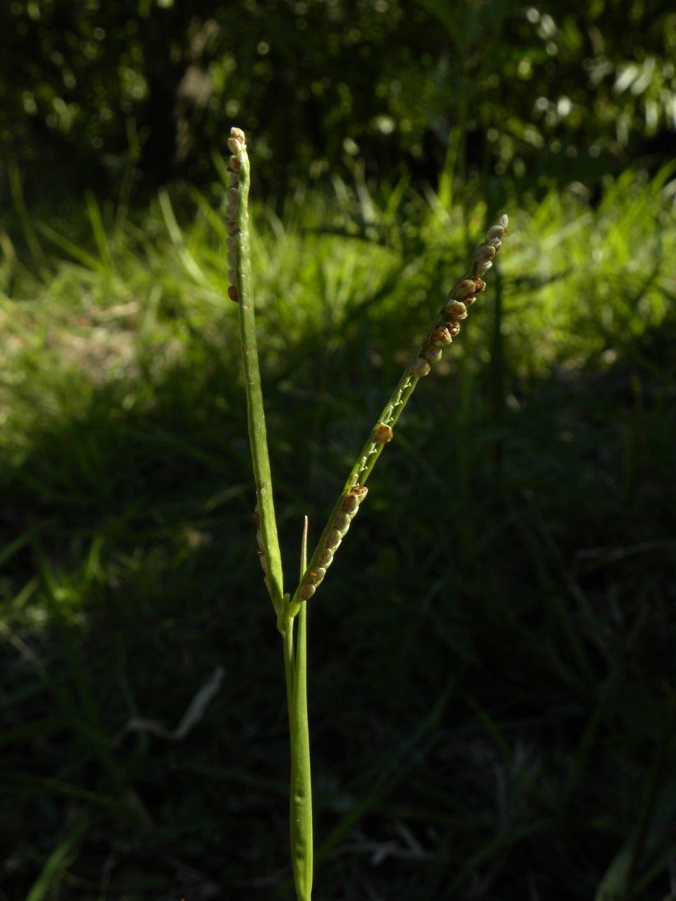 Paspalum scrobiculatum fruit