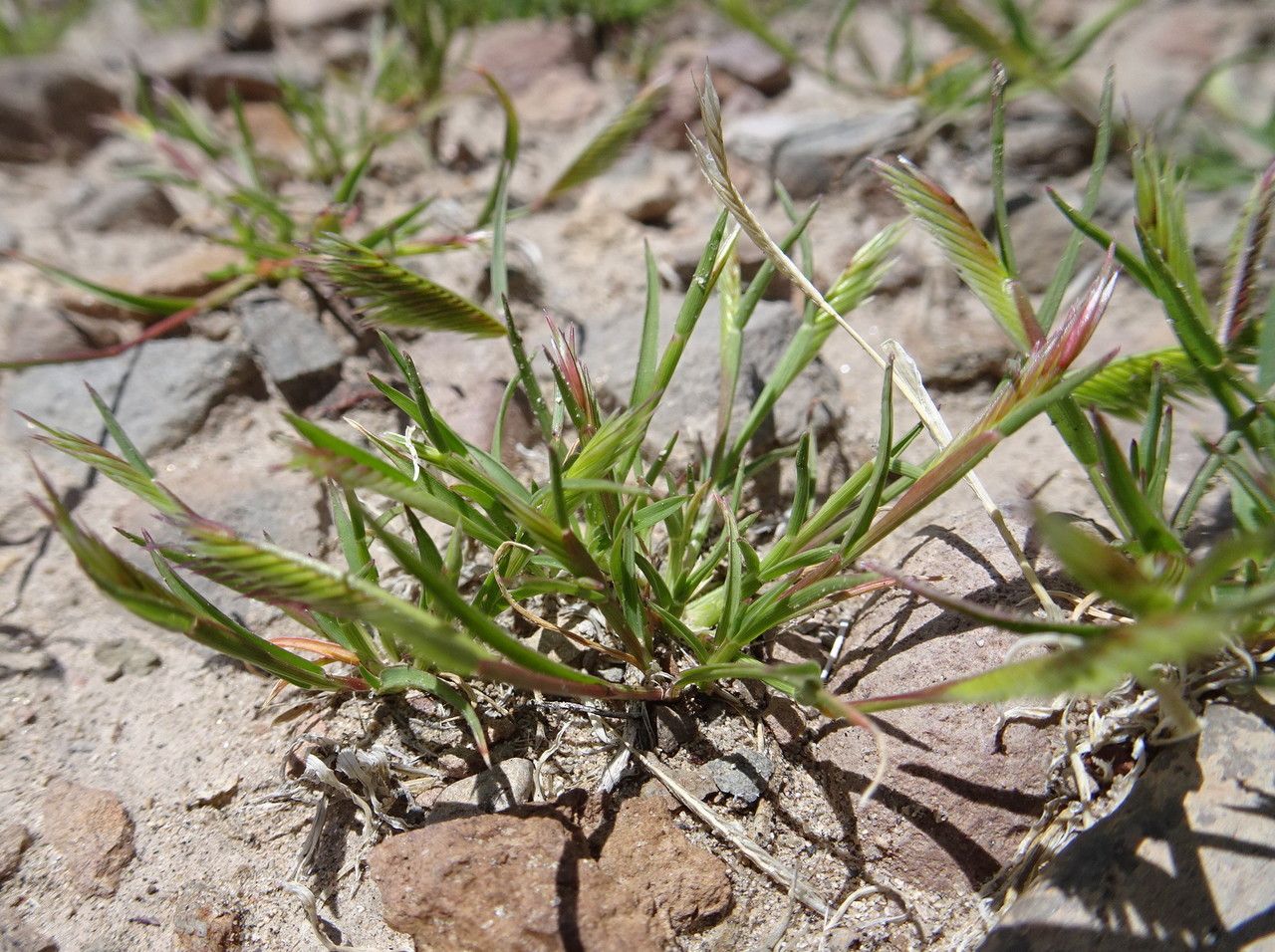 Chondrosum simplex habit