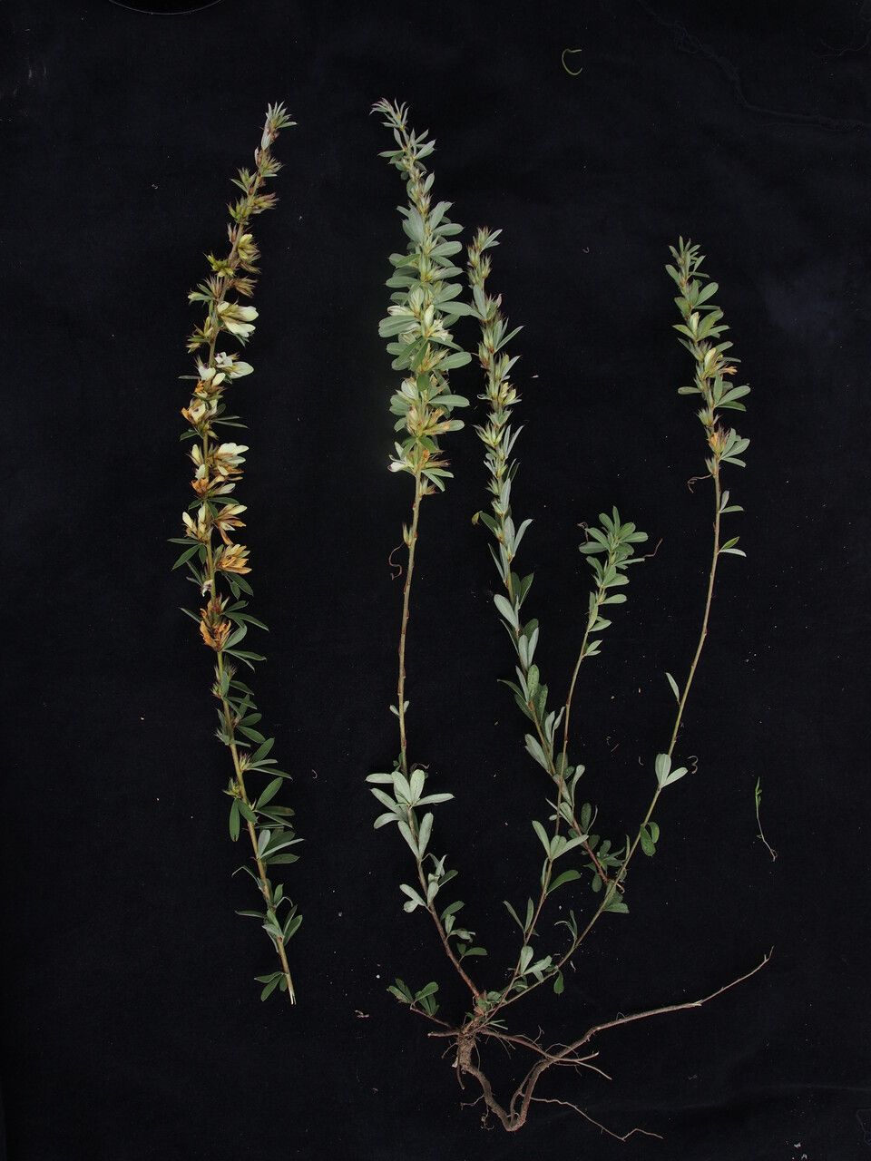 Lespedeza gerardiana habit