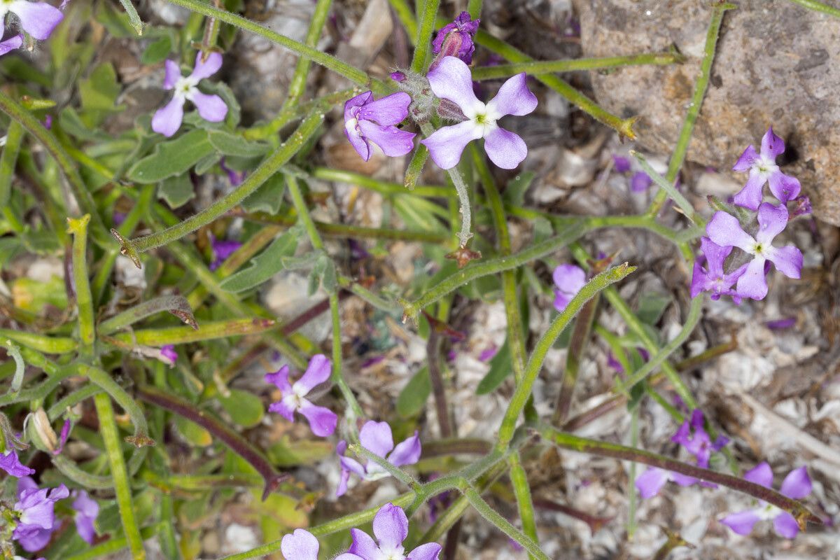 Matthiola tricuspidata fruit