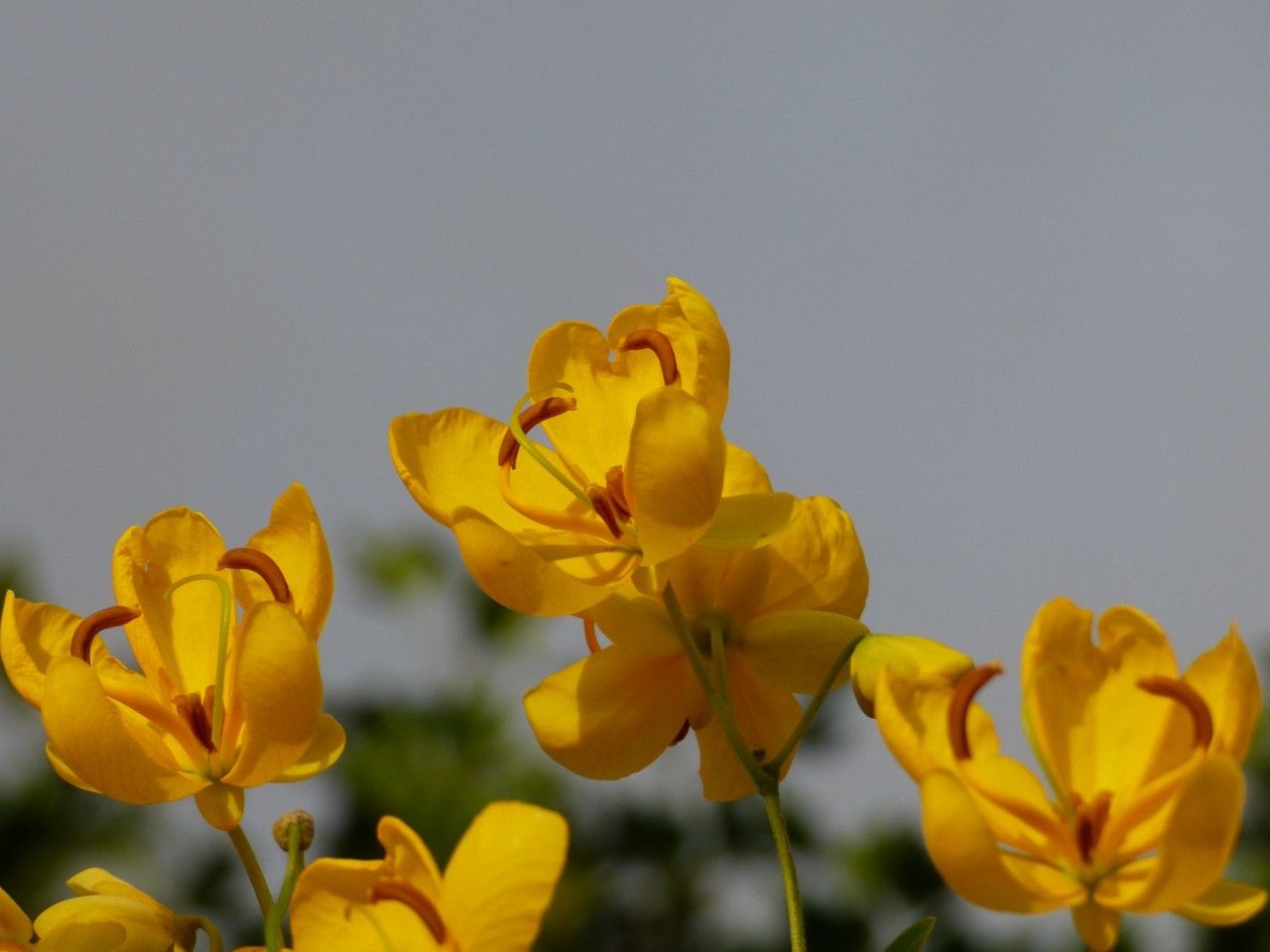 Senna surattensis flower