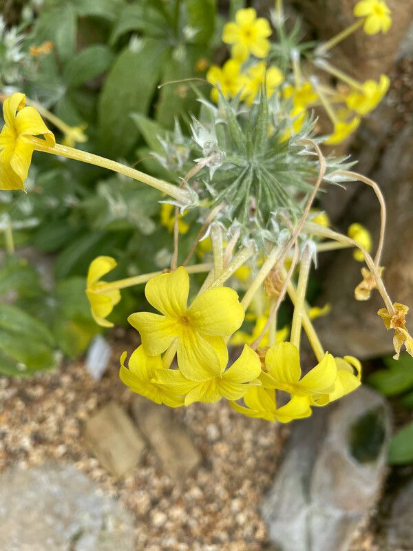 Primula verticillata flower
