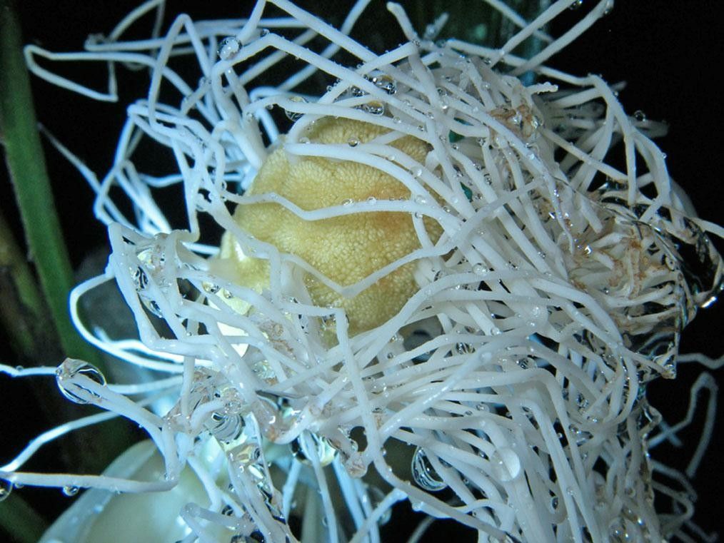 Asplundia vagans — houseplant care guide