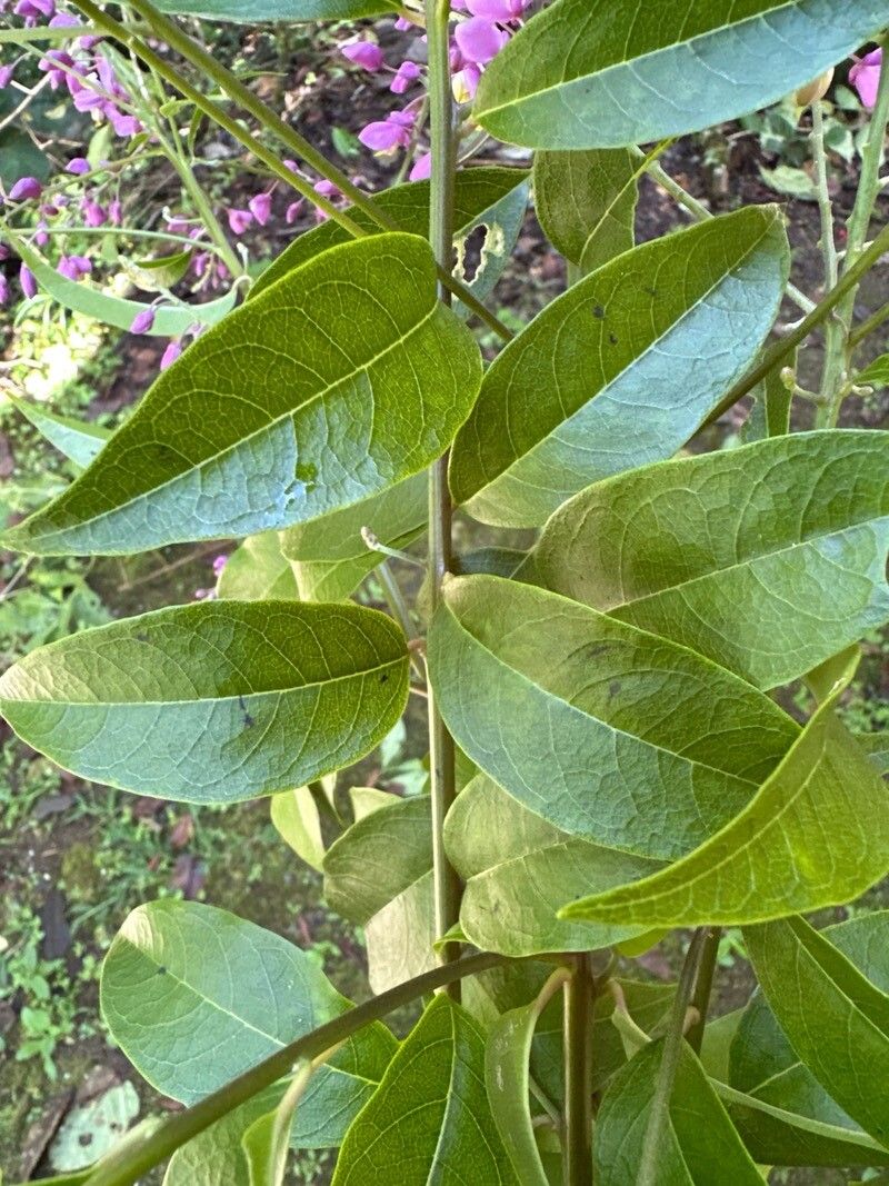 Securidaca micheliana — houseplant care guide