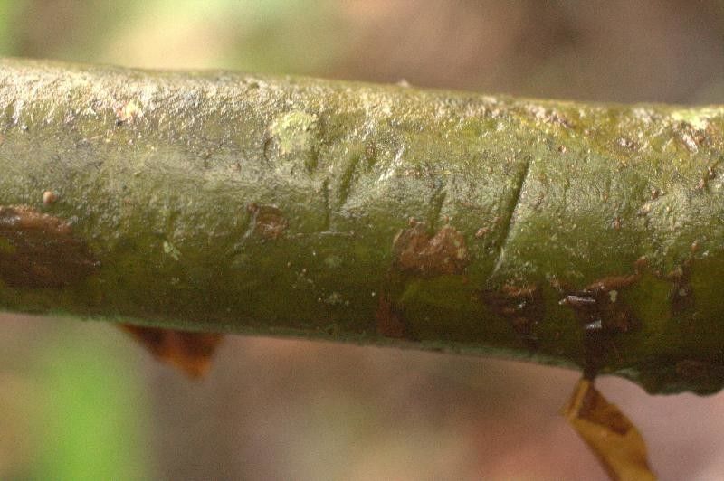 Capirona decorticans bark