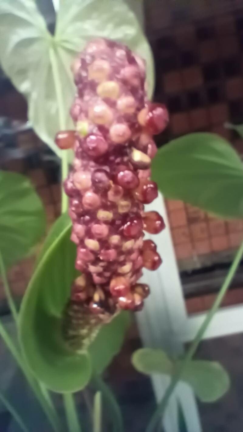 Anthurium pentaphyllum flower