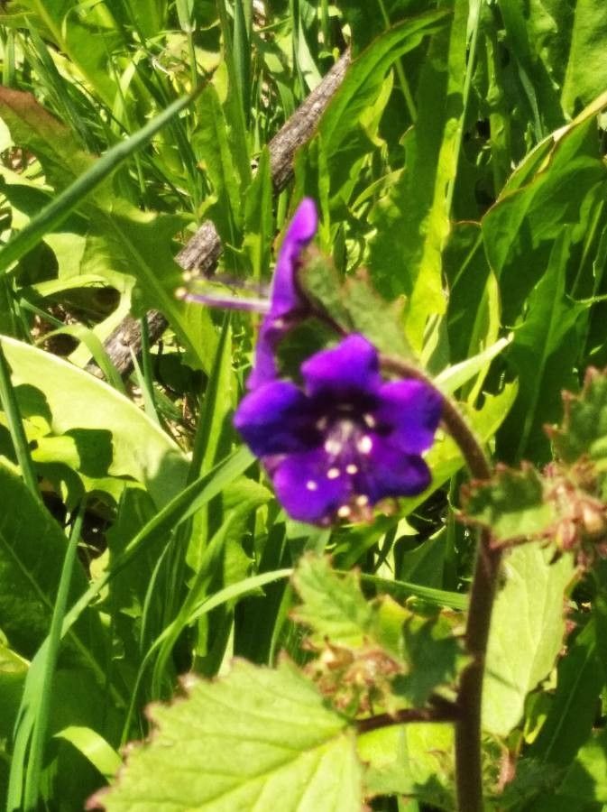 Phacelia parryi flower