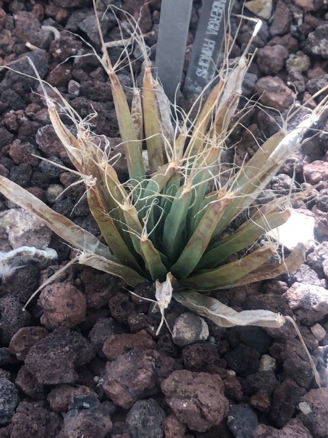Leuchtenbergia principis — search result for 'Agave'