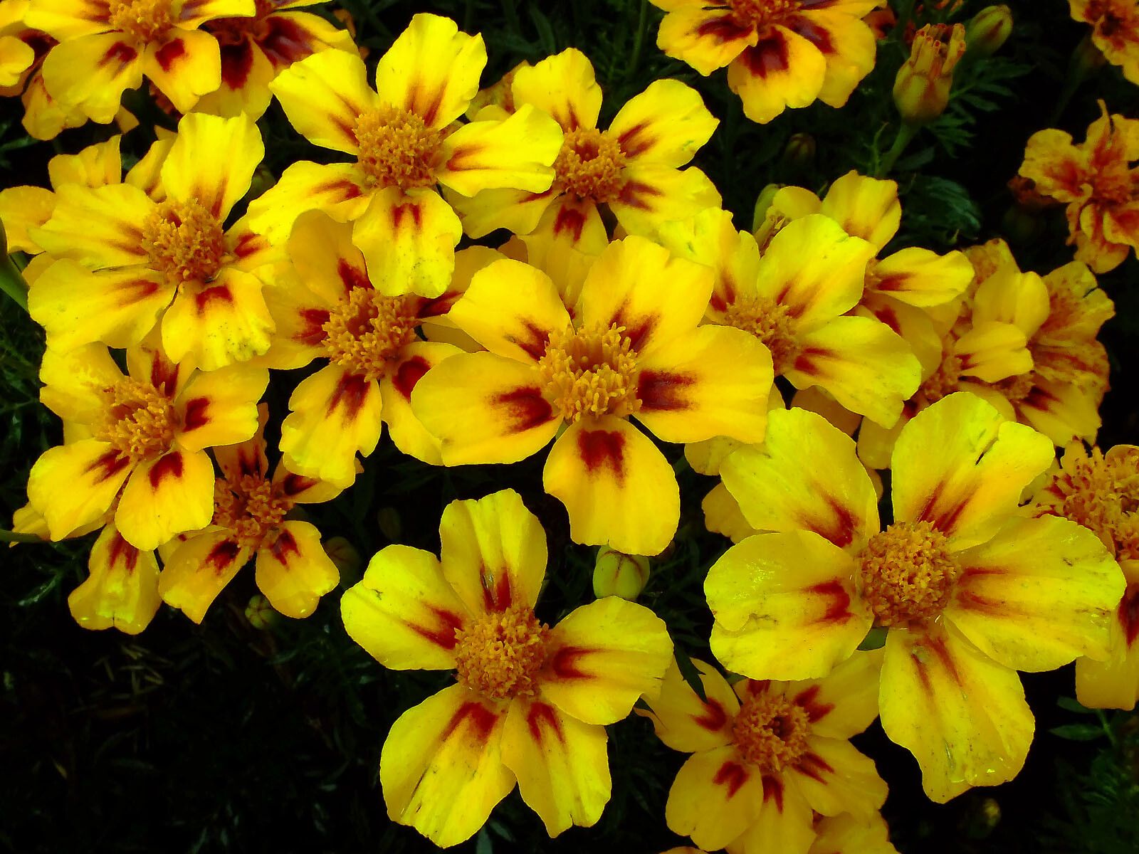 Tagetes lunulata flower