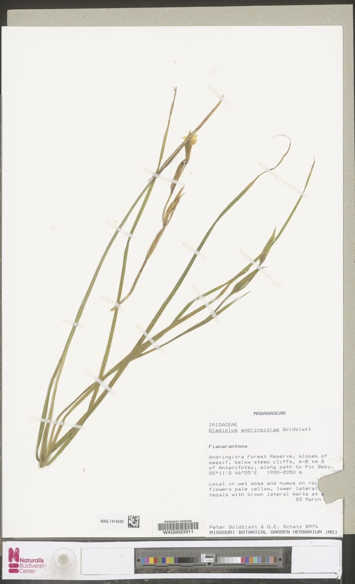 Gladiolus andringitrae — related species from the same genus