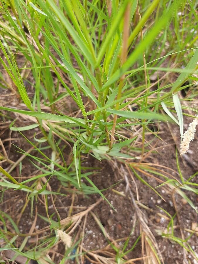 Pennisetum stramineum leaf