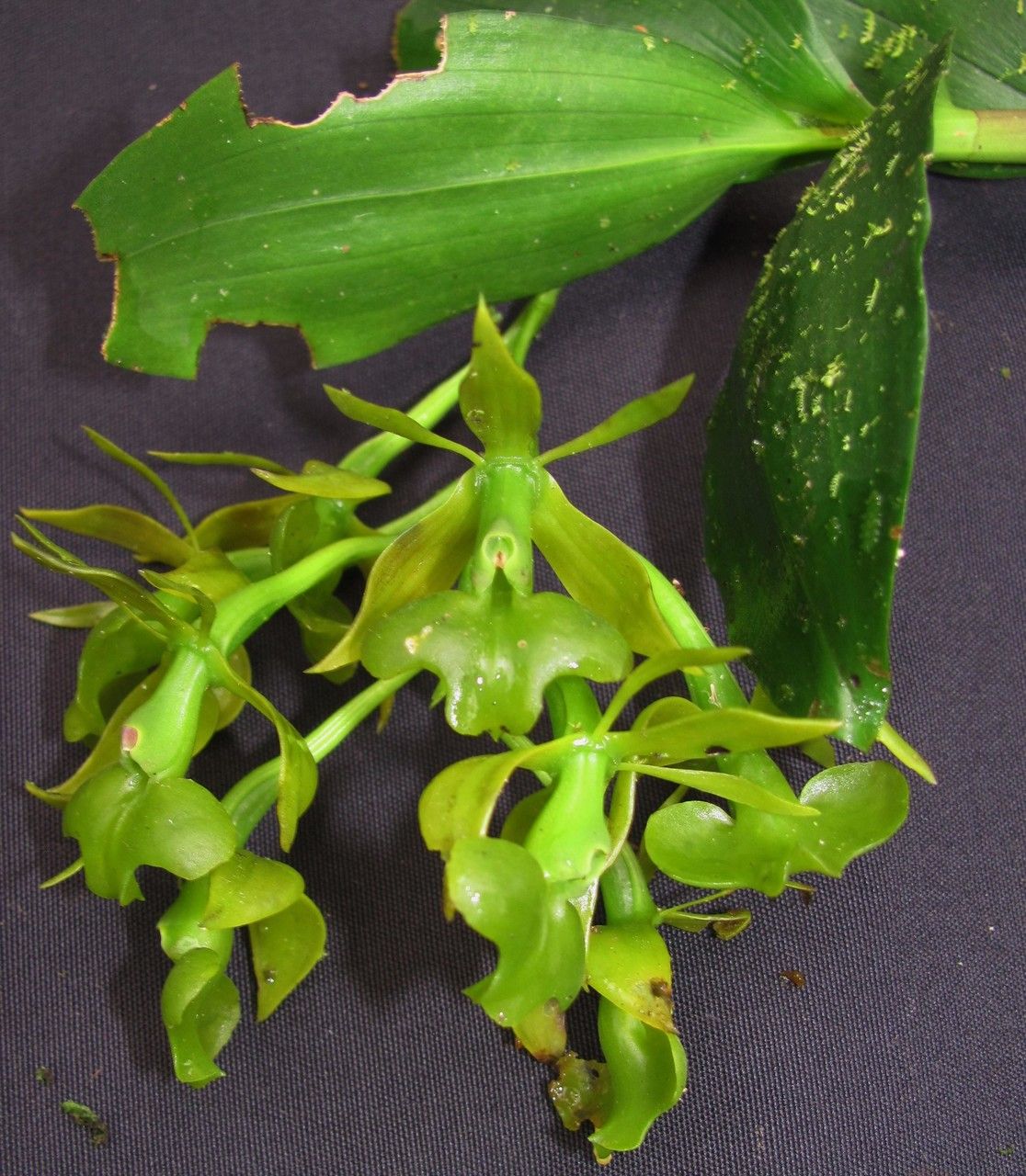 Epidendrum incomptum flower