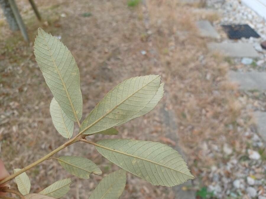 Quercus gilva — houseplant care guide