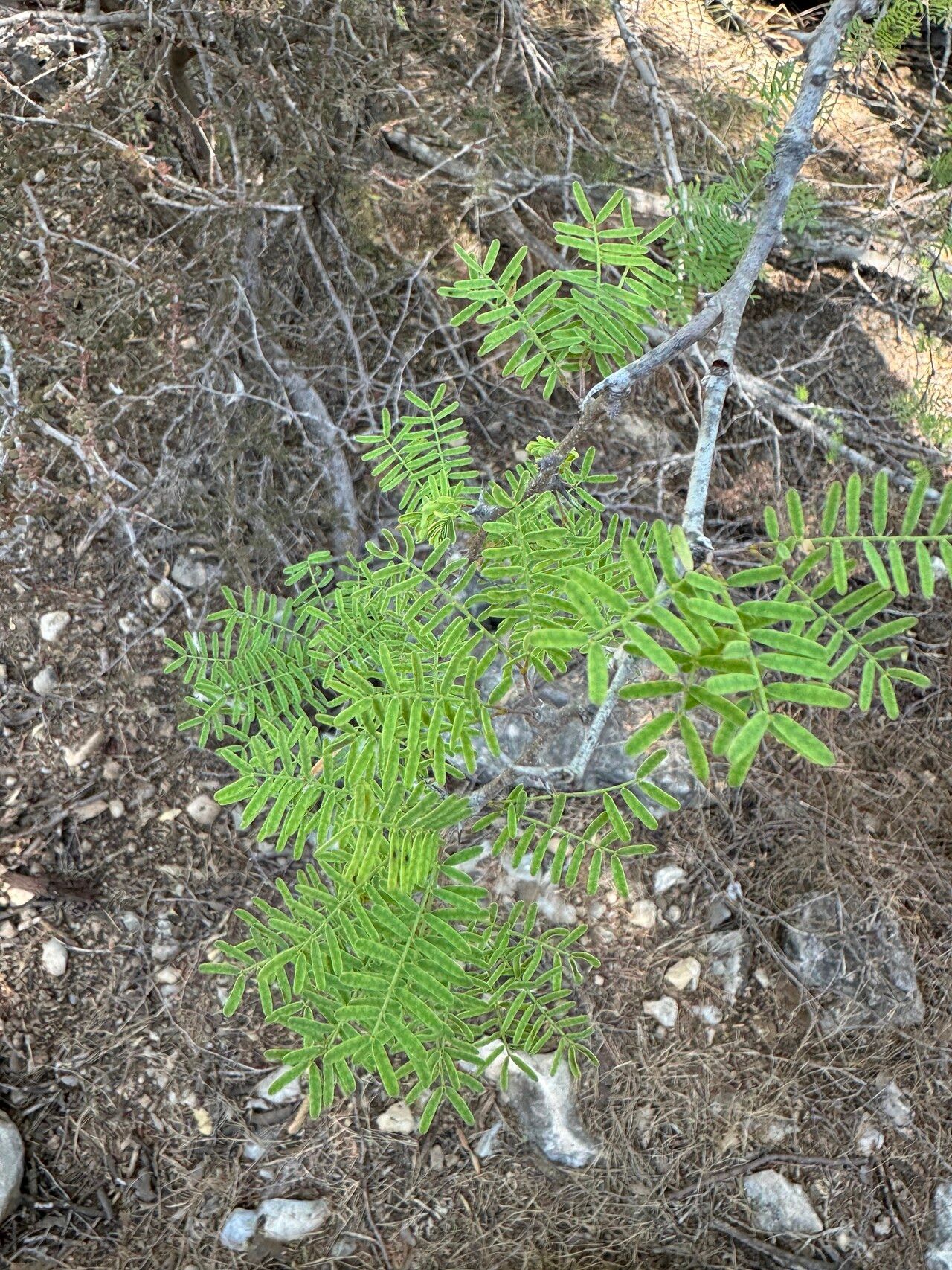 Vachellia viguieri — houseplant care guide