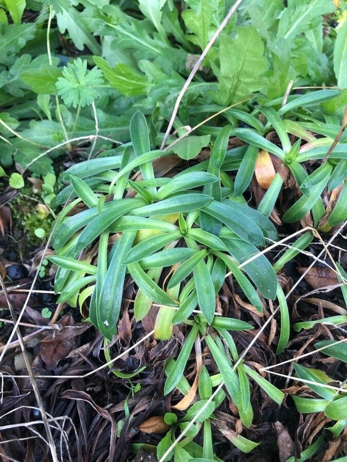 Armeria cantabrica leaf