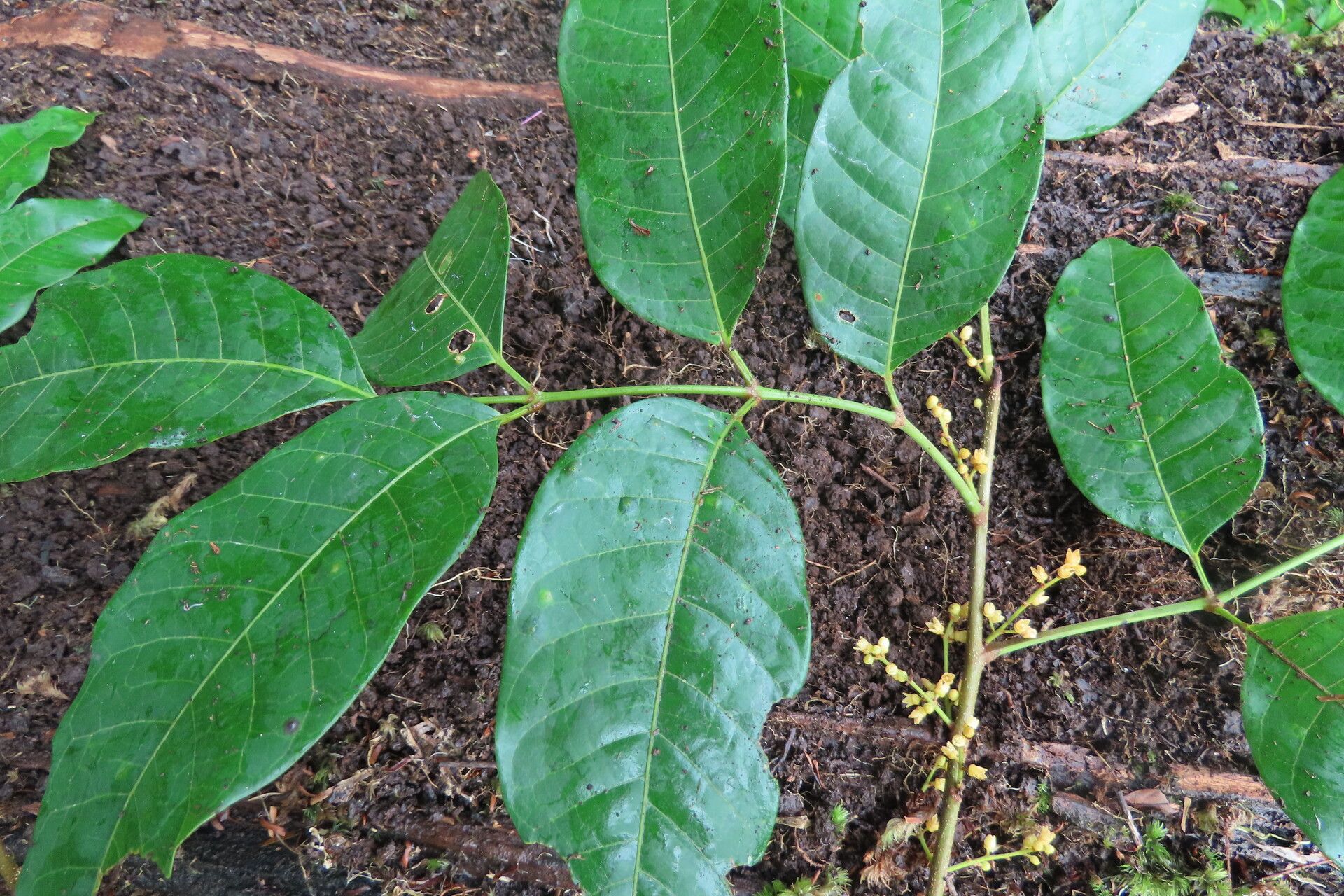 Protium pittieri — search result for 'Panama'