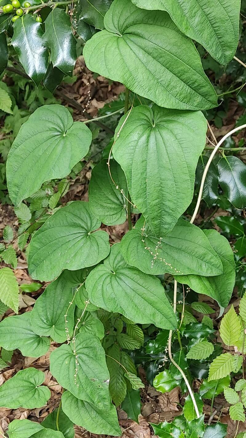 Smilax lasioneura leaf